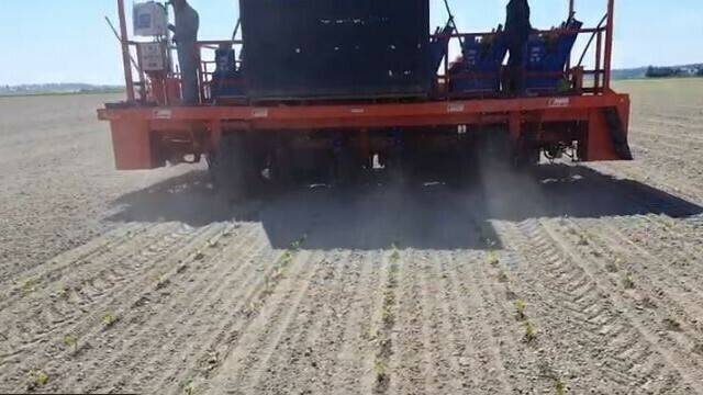 Ferrari coliflor 1 (2)